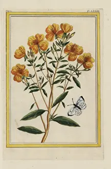 Arbre: Evening primrose, Oenothera biennis