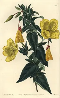 Glauca: Evening primrose, Oenothera fruticosa subsp. glauca