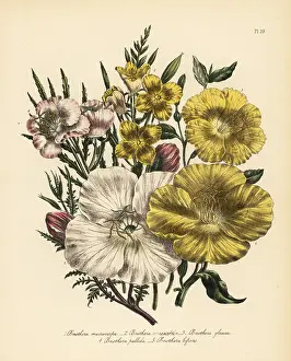 Glauca: Evening primrose or Oenothera species