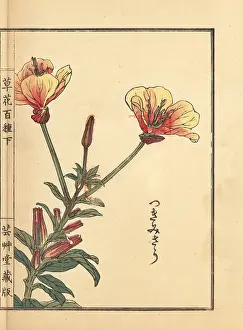 Oenothera: Evening primrose, Oenothera tetraptera