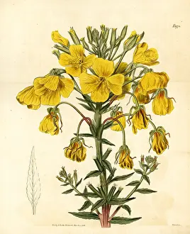 Oenothera: Evening primrose or suncup, Oenothera corymbosa
