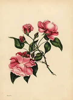 Litho: The ever-blowing Rose, Beauty always new