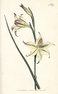 Gladiolus: Ever-flowering gladiolus or square-leaved