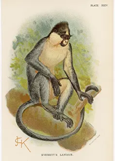 Langur: EVERETT'S LANGUR/JCK
