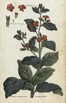 Principally: Evergreen alkanet, Anchusa sempervirens