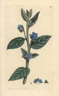 Bugloss: Evergreen bugloss, Pentaglottis sempervirens