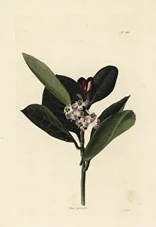 Ilex: Evergreen holly, Ilex perado