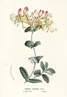 Lonicera: Evergreen honeysuckle, Lonicera splendida