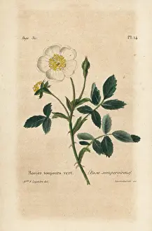 Rosier: Evergreen rose, Rosa sempervirens