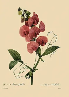 Everlasting: Everlasting Pea