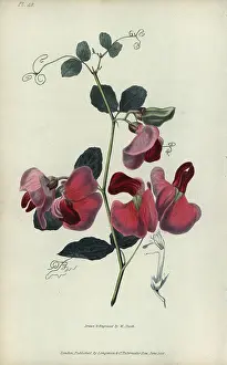 Everlasting: Everlasting pea, Lathyrus grandiflorus