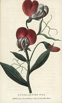 Everlasting: Everlasting pea, Lathyrus latifolia