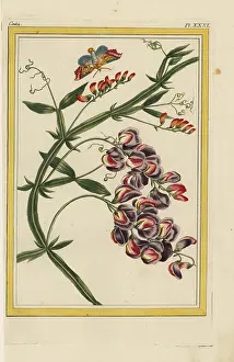 Everlasting: Everlasting pea, Lathyrus latifolius