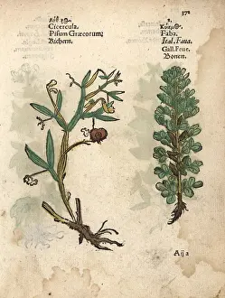 Lonicer: Everlasting pea, Lathyrus latifolius, and