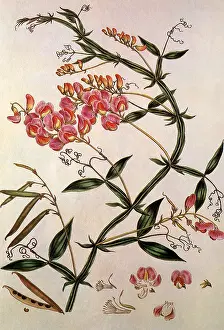 Everlasting: Everlasting Pea, Lathyrus latifolius