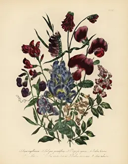 Tuberosa: Everlasting pea and vetch species