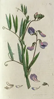 The Kings College Archives And Special Collections: Everlasting sweetpea