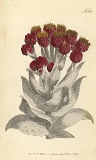 Everlasting: Everlasting, Syncarpha eximia