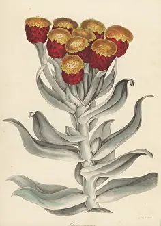 Everlasting: Everlasting, Syncarpha eximia