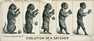 C1889: Evolution of a cat-cher
