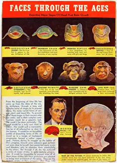 Ordovician: EVOLUTION OF FACE