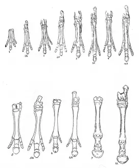 Stages: Evolution of the horse: Diagram of 7 stages in