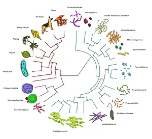 Bacteria: Evolutionary Tree: Bacteria