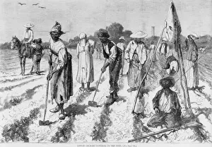 Hoeing: Ex-slaves, working in a gang on a cotton ?