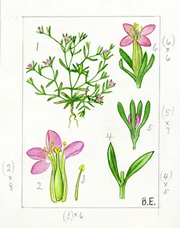 Centaury: Exaculum pusillum - Guernsey Centaury