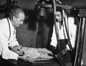 Unwell: EXAMINING A DOG