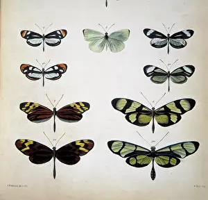 Linnean: Examples of mimicry among butterflies
