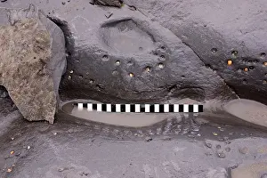 Palaeontologist: Excavating at Charmouth