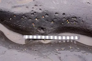 Palaeontologist: Excavating at Charmouth