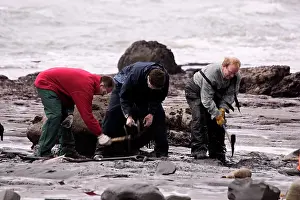 Palaeontologist: Excavating at Charmouth