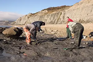 Palaeontologist: Excavating at Charmouth