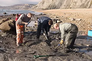 Palaeontologist: Excavating at Charmouth