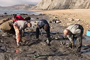 Palaeontologist: Excavating at Charmouth