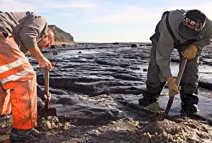 Palaeontologist: Excavating at Charmouth