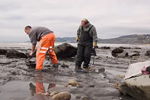 Palaeontologist: Excavating at Charmouth