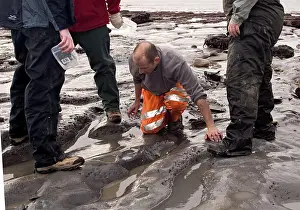 Palaeontologist: Excavating at Charmouth