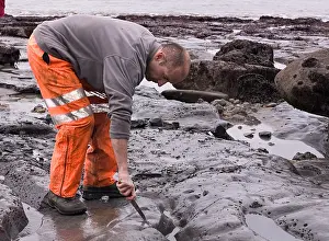 Palaeontologist: Excavating at Charmouth