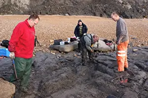 Palaeontologist: Excavating at Charmouth
