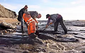 Palaeontologist: Excavating at Charmouth