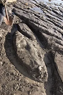 Palaeontologist: Excavating at Charmouth