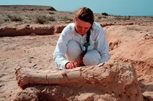 Proboscidean: Excavations, Abu Dhabi