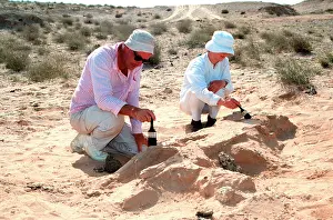Palaeontologist: Excavations, Abu Dhabi