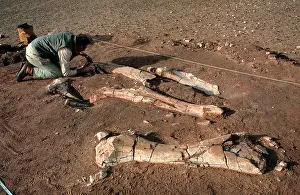 Palaeontologist: Excavations, Niger