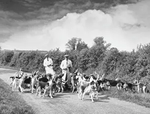 Hedgerow: EXERCISING HOUNDS