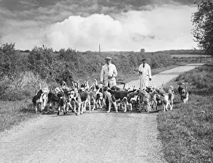 Hedgerow: EXERCISING HOUNDS