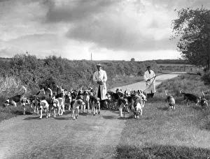 Hedgerow: EXERCISING HOUNDS